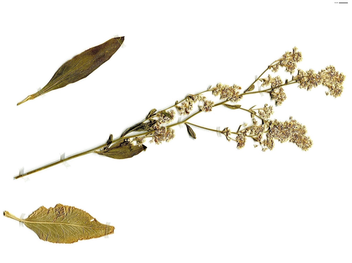 Lepidium latifolium (Brassicaceae)